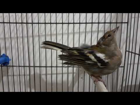 أنثى الحسون الظالم جاهزة للتزاوج 