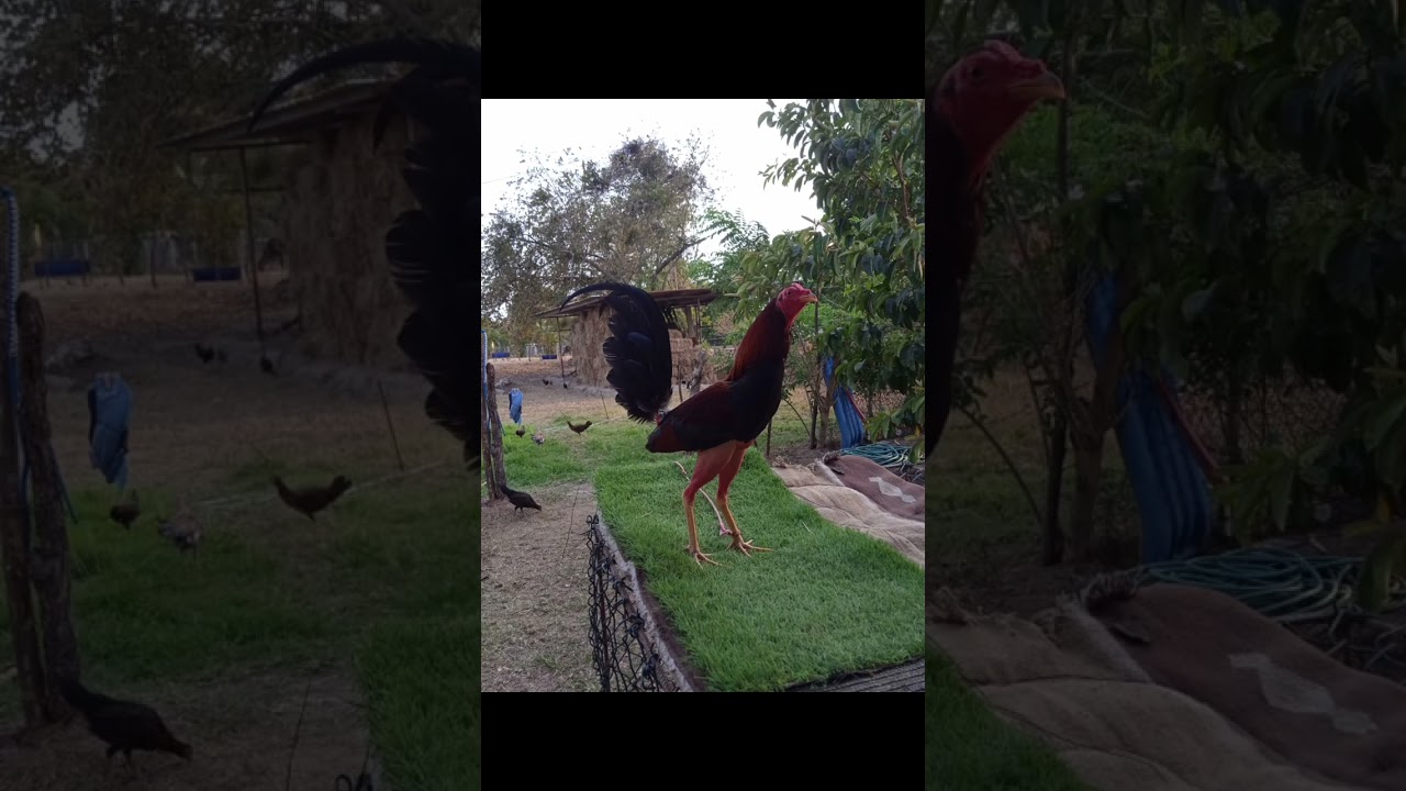 los 3 tipos de galleros que conocemos