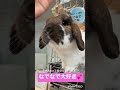 【看板うさぎ