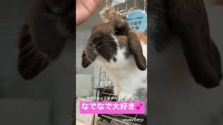 【看板うさぎ