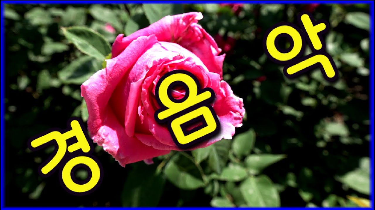 우리가요환상의 경음악 ❤️자막첨부❤️ 이꽃저꽃배경영상❤️ #경음악 #관광 #디스코 #뽕짝 #가요 #트로트 #쌍쌍가요 (28)