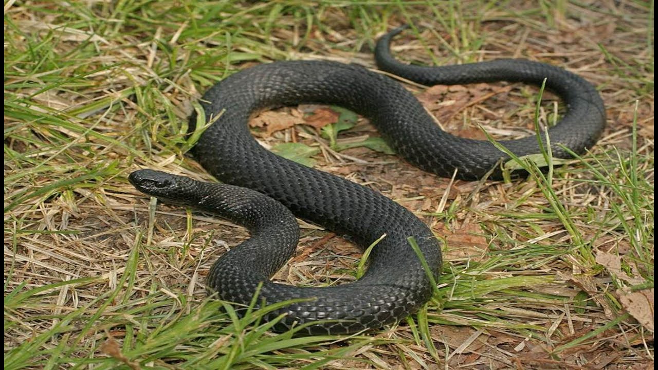 Змеи средней полосы