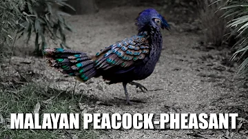 Malayan peacock-pheasant