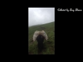 Tibetan nomad walking song Mp3 Song