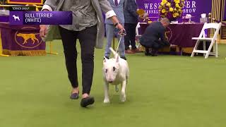 Bull Terriers (White) | Breed Judging 2024