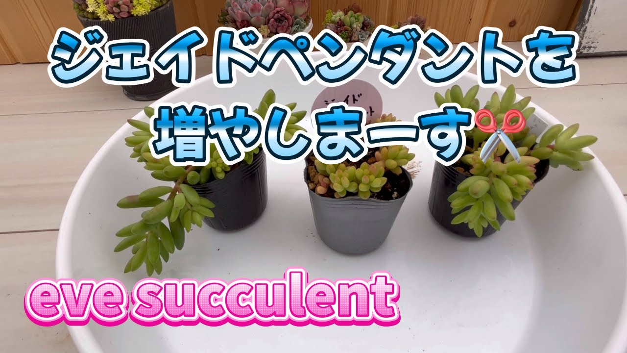 多肉植物        ジェイドペンダント 多肉植物】【園芸】ジェイドペンダントを増やしまーす✂️ - YouTube
