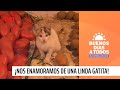 ¡Nos enamoramos de una linda gatita! | Buenos días a todos