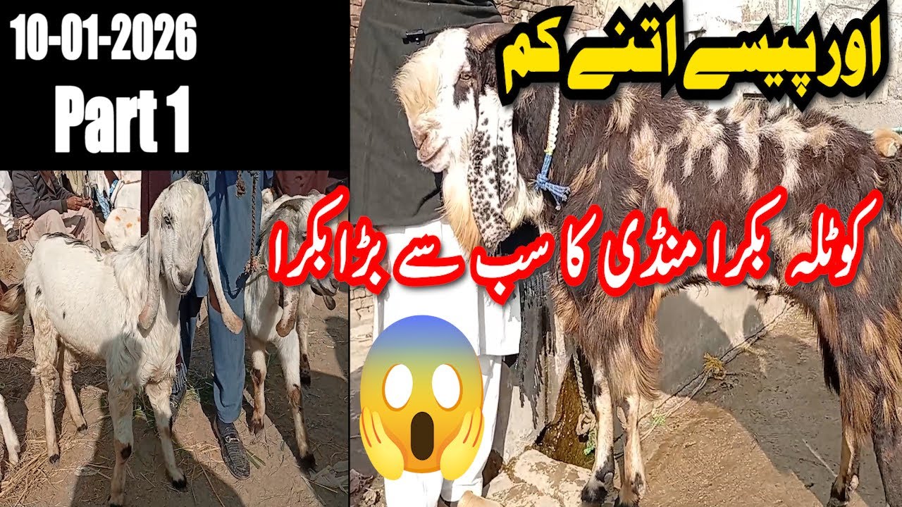 Aisa Bakra Kabhi Nahi Dekha hoga 😱 | Kotla Bakra Mandi updates