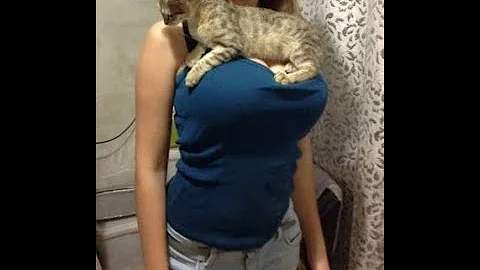 Watch the video about Funny Cats ✪ Cute and Baby Cats Videos Compilation