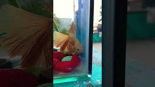 #beautiful #fish #ekmotahathighumechala #beta