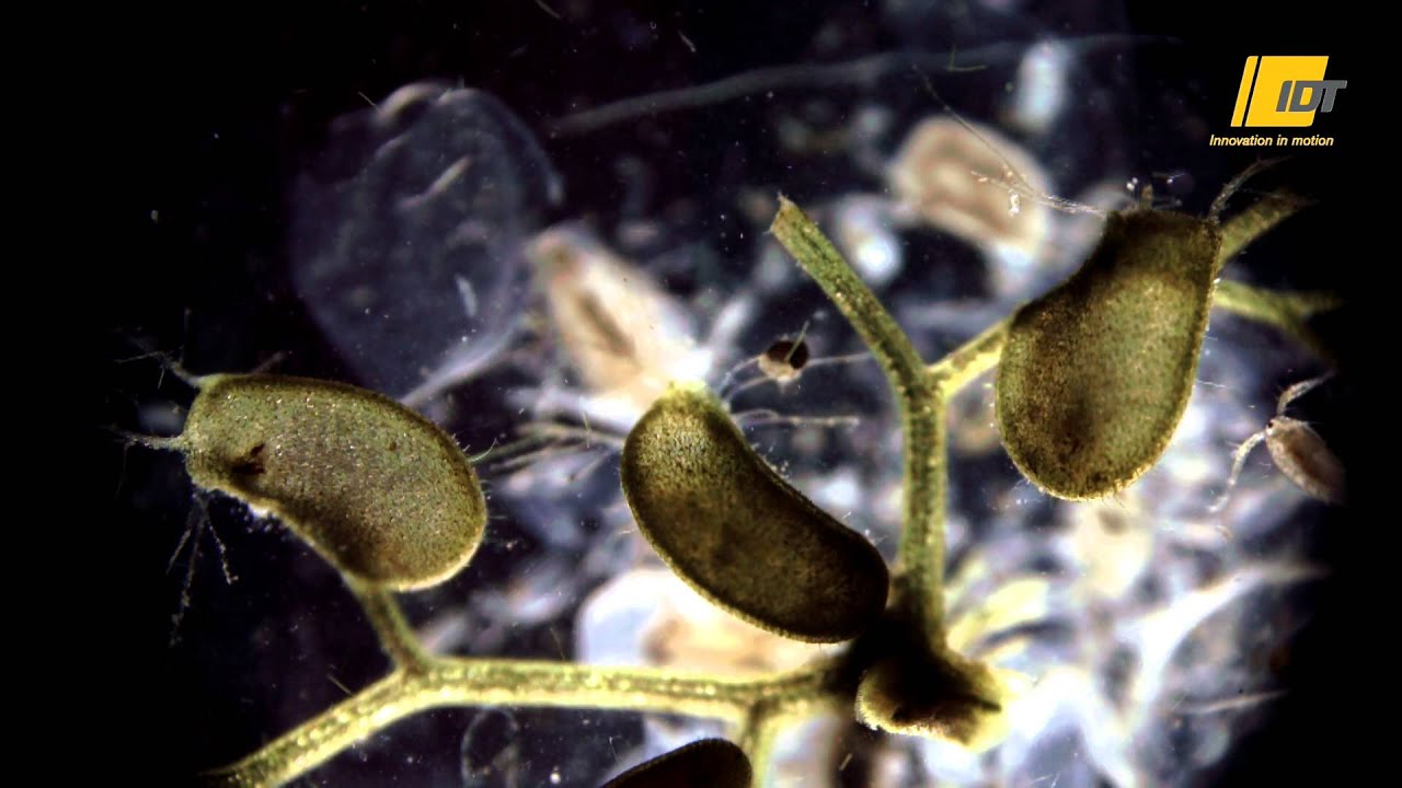 Bladderwort catching flea in slow motion YouTube