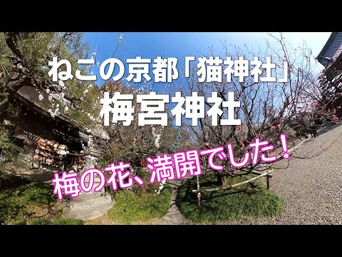Download 猫神社 梅宮大社 に行きました Daily Movies Hub Download 猫神社 梅宮大社 に行きました Daily Movies Hub