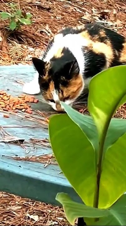 Pretty little feral kitty - YouTube