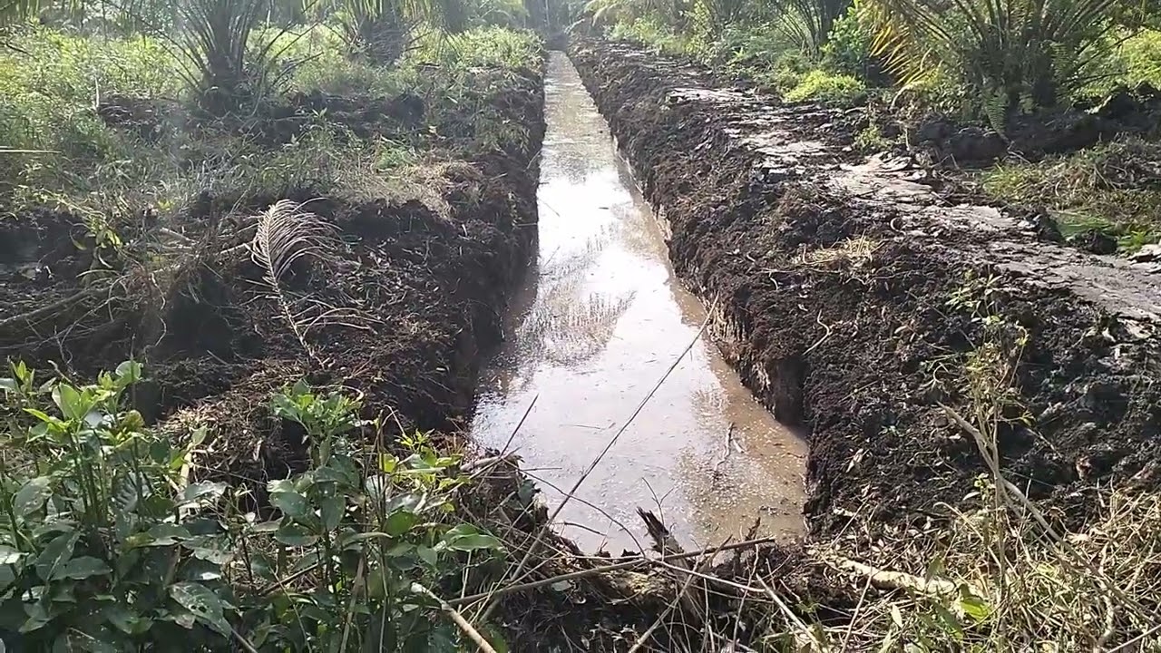JANGAN BERHAYAL CEPAT BERHASIL, bertanam sawit di lahan gambut (hidup sungkan mati tak mau).