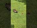 geese and chicks are walking about in the grass in the park looking for food toronto canada apr 2026