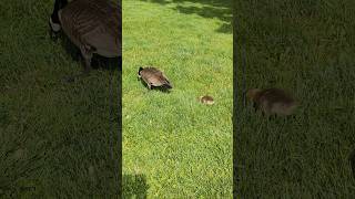 geese and chicks are walking about in the grass in the park looking for food toronto canada apr 2026