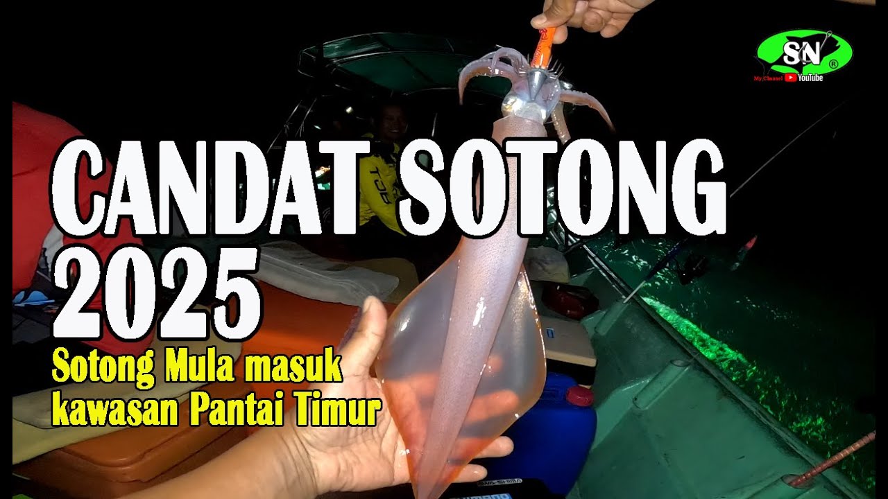 CANDAT SOTONG 2025 🦑 Sotong mula masuk kawasan pantai timur