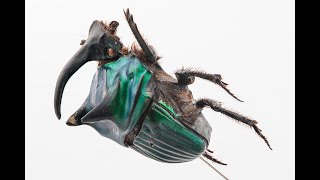 3D Macroscan Of A Male Dung Beetle - Resolved In Reality Capture