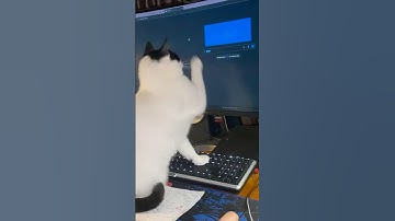 Watch My Cat Catch the Computer Cursor! #CatVideo #CatFunny #CatShorts