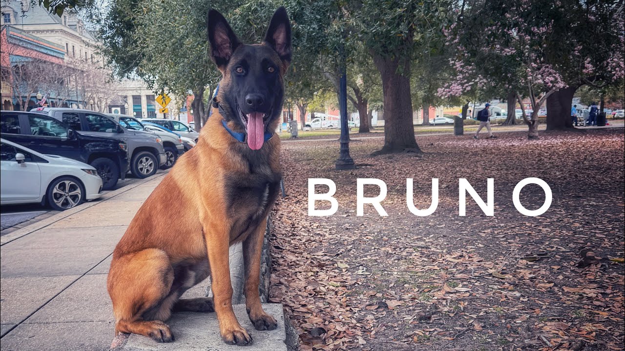 7mo Belgian Malinois ￼| Community K9 | Best Dog Trainers in Florida