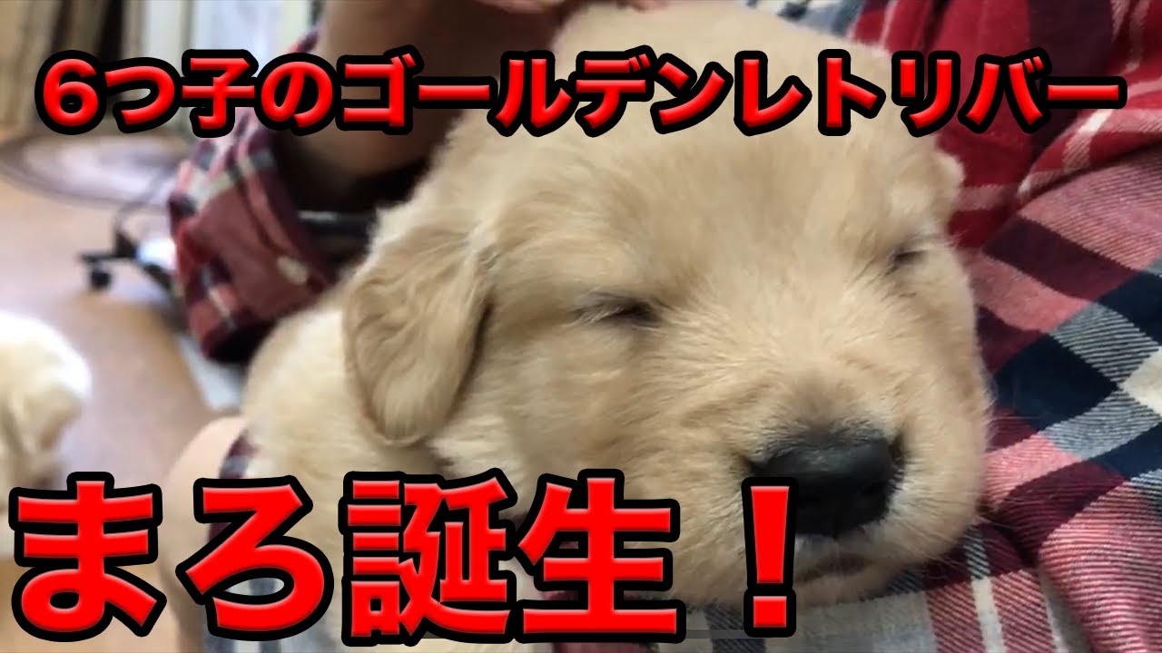 超絶可愛い！！山田家の愛犬！ゴールデンレトリバーまろ誕生！ 〜山田
