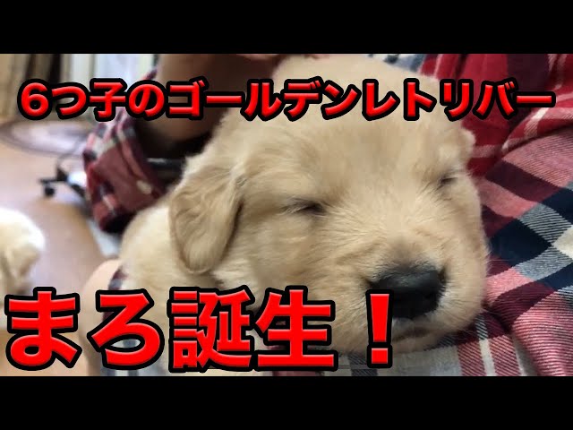 犬山田 超絶可愛い！！山田家の愛犬！ゴールデンレトリバーまろ誕生！ 〜山田