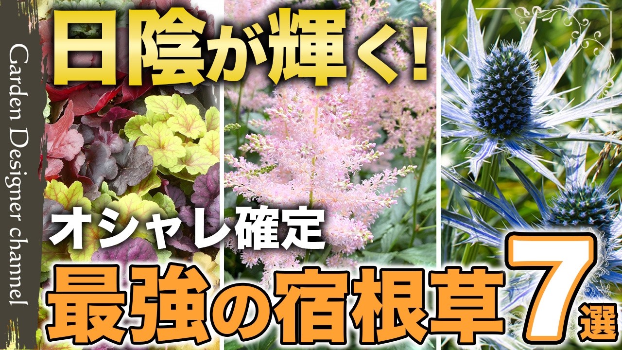 Shining in the Shade!] Brighten up your garden even in the dark 