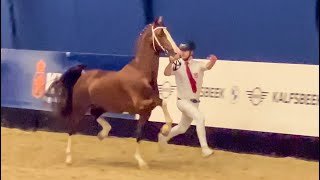 Macho Indiana X Unieko Kwpn Approved Harness Stallion Presented At The First Viewing Houten