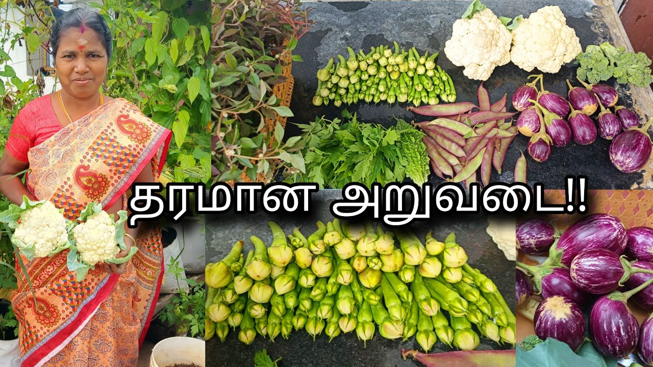 Intha Month Super Harvesting 🥰