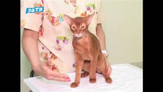 Как вывести лишай у кошки - Советы Как вывести лишай у кошки - Советы