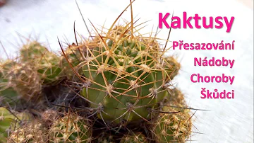 Jak dobře větrat kaktusy ve skleníku?