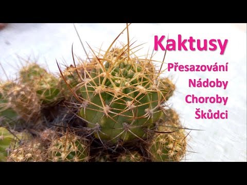 Video: Vše O Kaktusu Jako Pokojové Rostlině