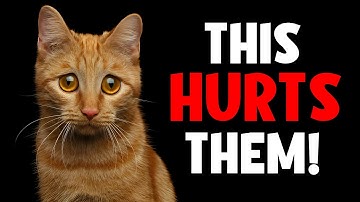 16 Mistakes That Make Your Cat Sad and Hurt (Stop Doing Them!)