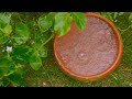 Gentle Rain Sounds on Clay Jar –  VIDEO OFFICIAL