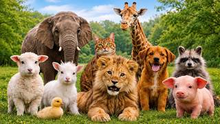 Learn Animal Sounds for Kids! 🐪🦛🐘🦒🐆🐒🦓🐑🦮🐄🐈‍⬛