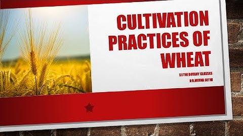CULTIVATION PRACTICES OF WHEAT