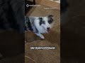 Hotel Ini Sediakan Anjing Untuk Temani Tamu Tidur #shorts