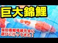 【錦鯉】塩田養鯉場の展示会の錦鯉がバカでかかった！様々な錦鯉を見てきた！