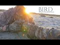 BIRD PHOTOGRAPHY - Photographing shorebirds migration - camouflage