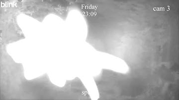 Night Vision Camera. The usual suspects: orbs, dust, and insects... or is it something more? #orbs