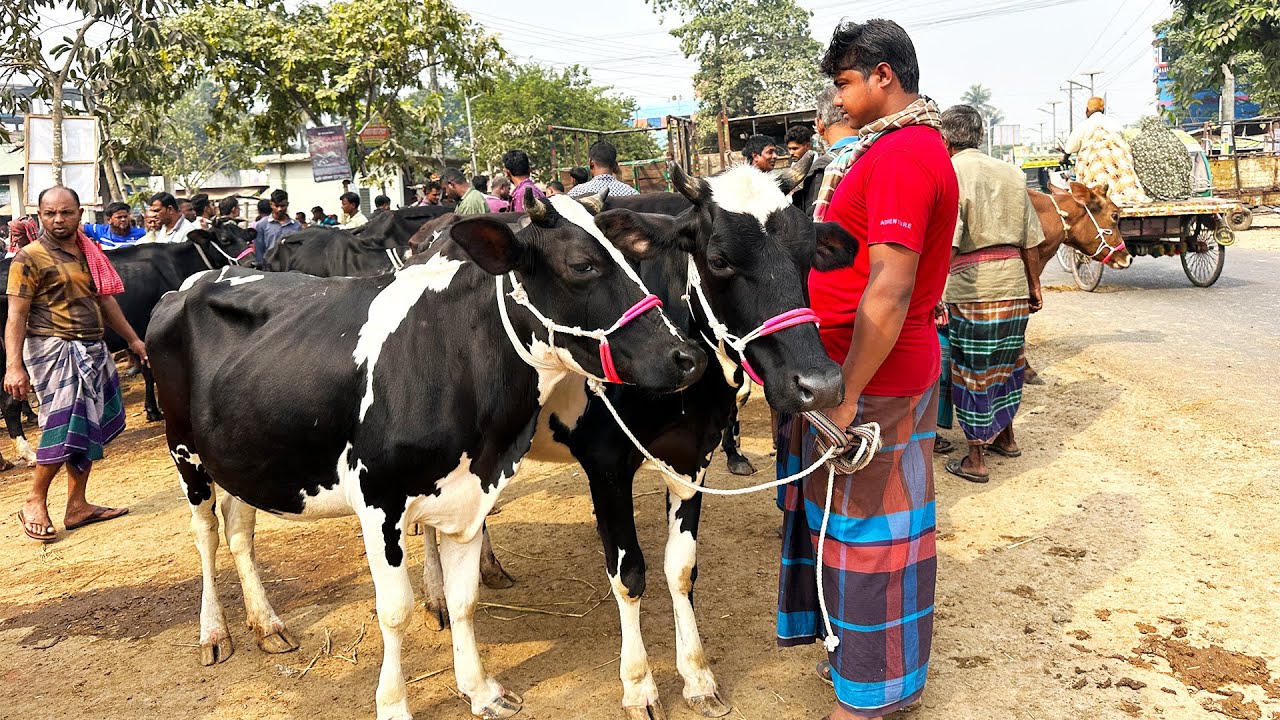 বাছুর ছাড়া দুধের গাভীর দাম | সাতমাইল গরুর হাট | Jonogoner bondhu