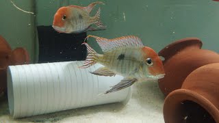 Geophagus Red Head Tapajos Feeding