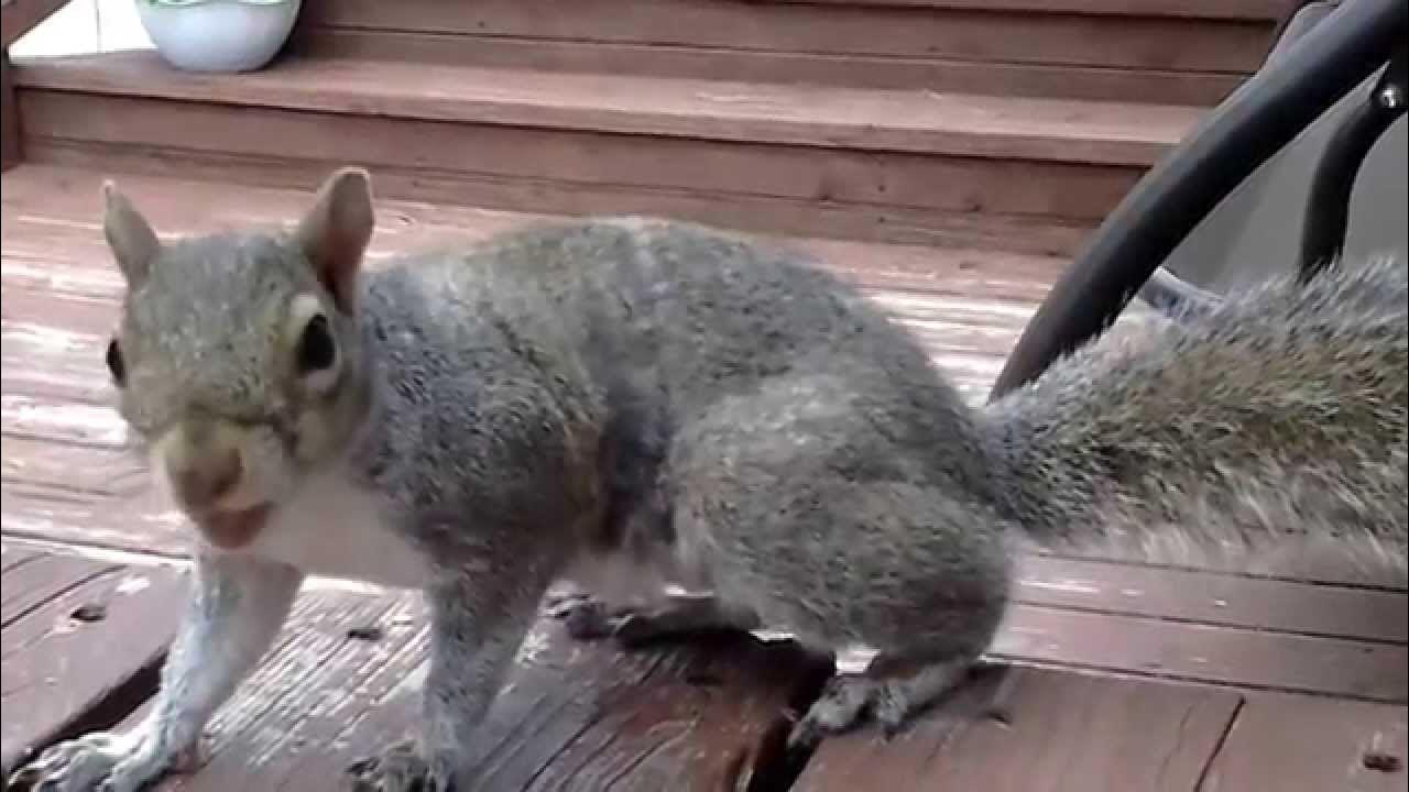 Домашняя белка. Домашние белки. Белка ручная домашняя. Видео домашней белки. Белка испугалась.
