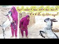 Tell me how much this goat will cost bakray ke malik ne lot liya bohut zalim bakra girl vlog