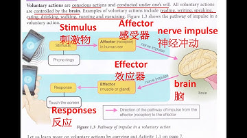 Form 3 Science Chapter 1 Stimuli and Responses part 2