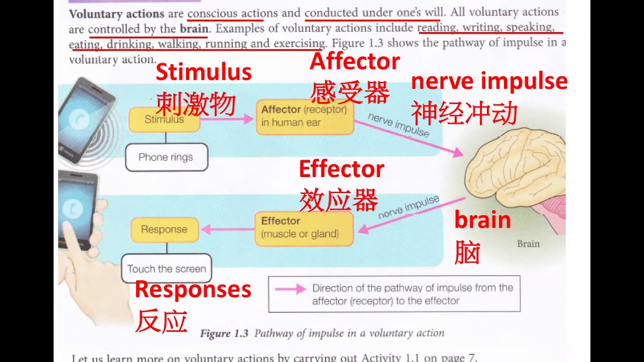 Form 3 Science Chapter 1 Stimuli And Responses Part 2 YouTube form-3-science-chapter-1-stimuli-and-responses-part-2-youtube