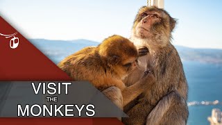 The Cable Car Experience - The Monkeys / GIBRALTAR