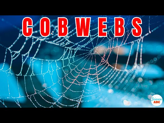 What Are Cobwebs? Where Do They Come From? class=