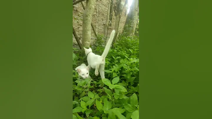 Video 124911: baby cat reaction, kucing