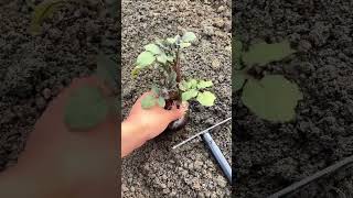 ma 000357mini rotary tillage and ridding all -in one tree short view